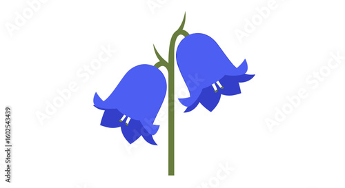 Elegant Bluebell Floral Design Showcasing Minimalist Botanical Vector Illustration of the Perennial Herb Plant Featuring Two Bell Shaped Flowers