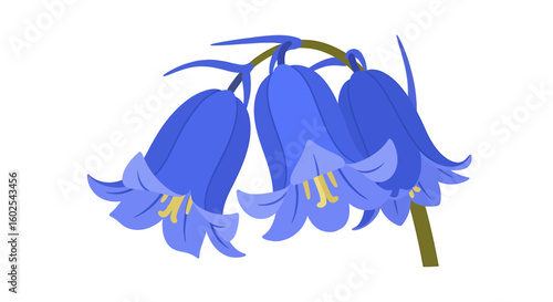 Delicate Bluebell Blooms: A Botanical Illustration of Three Vibrant Bell-Shaped Flowers on a Stem, Isolated on White Background