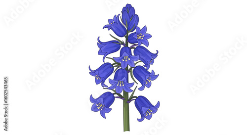 Detailed botanical illustration showcasing the exquisite form and vibrant color of the bluebell flower, rendered in a clean crisp style