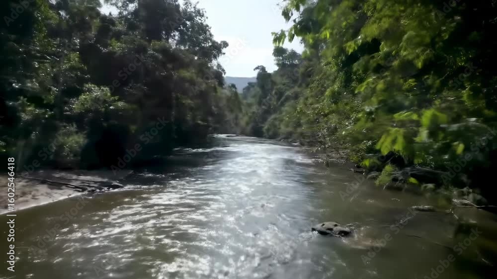 River flowing through lush green forest River flowing through lush green forest