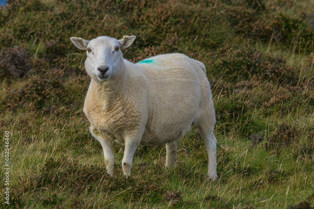 Obraz premium sheep in a field