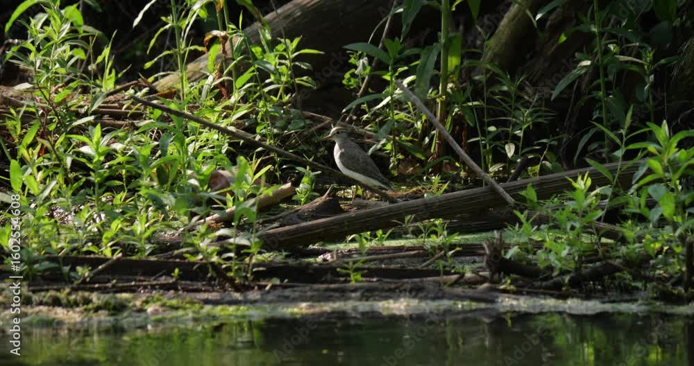 Solitary sandpiper foraging near creek, walking through lush greenery and weathered logs, embodying tranquil wilderness landscape with precise natural clarity Solitary sandpiper foraging near creek, walking through lush greenery and weathered logs, embodying tranquil wilderness landscape with precise natural clarity