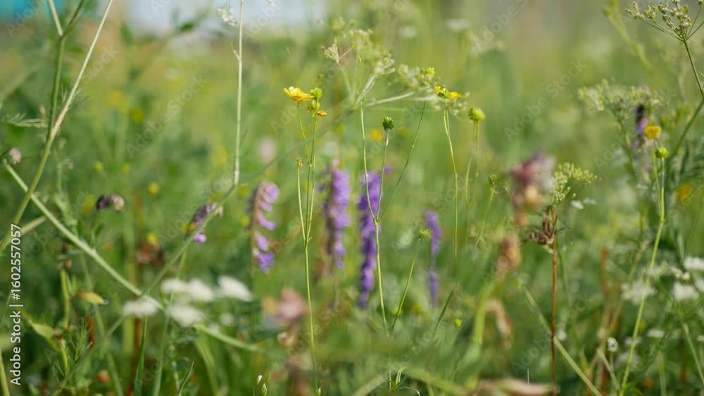 Rainbow variety of wildflowers gently swaying in lush meadow, highlighting verdant grasses and vibrant summer landscape with blurred backgroung Rainbow variety of wildflowers gently swaying in lush meadow, highlighting verdant grasses and vibrant summer landscape with blurred backgroung