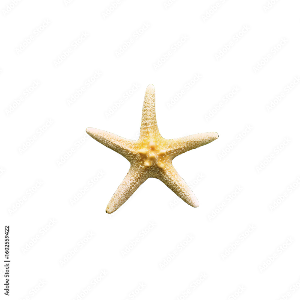 A single yellow starfish isolated on transparent background A single yellow starfish isolated on transparent background