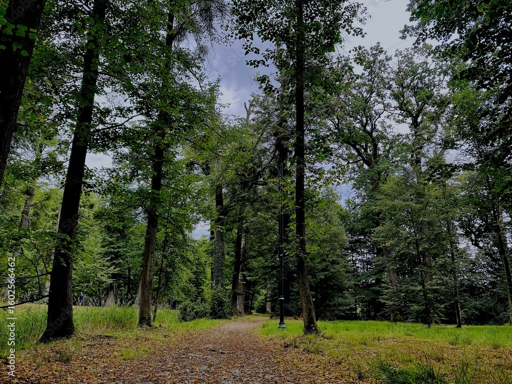 Obraz premium path in the forest