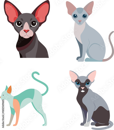 Sphynx Cat Color Vector Illustration
