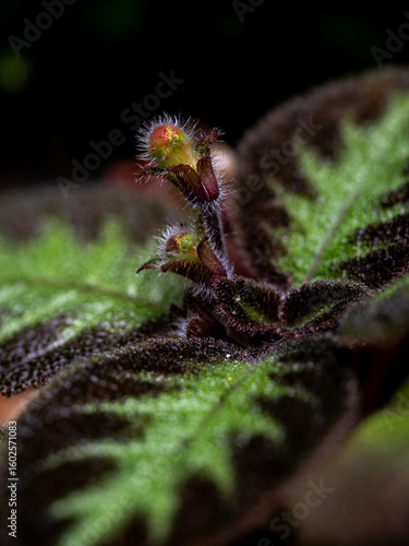 Colorful pattern and soft fur on the leaf surface of the Carpet Plant