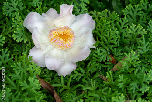 Flower of Gustavia gracillima fall on Spike moss