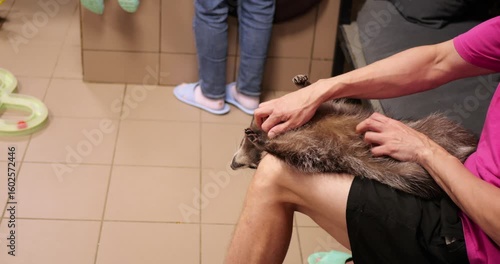 Experienced wildlife caretaker softly petting relaxed raccoon, showing gentle handling and strong human animal connection in professional zoo environment