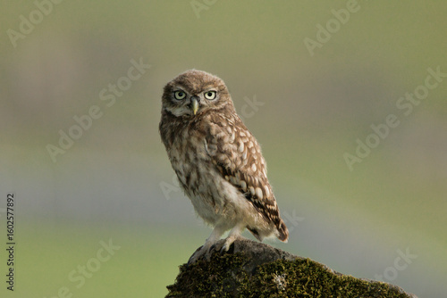 Little owl looking at the viewer