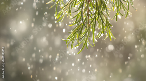 Rain Drops on Green Leaves, Close-Up
