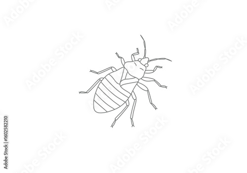 Bed bugs drawing. It is a black and white outline image of a bed bug, depicting a small parasitic insect or pest. Vector sketch line art draw.