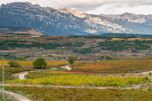 Structured vineyard fields in La Rioja glowing with autumn colors, arranged in curved agricultural lines across warm rural terrain and scenic topographic contrast.