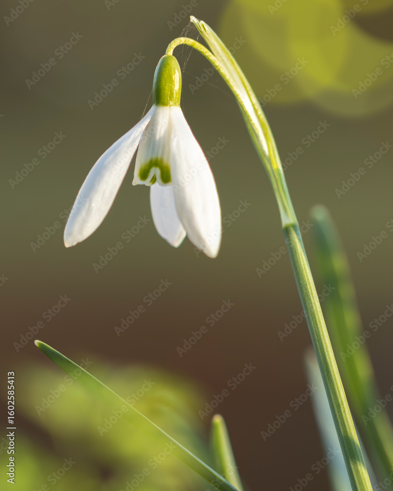 snowdrop flower in spring snowdrop flower in spring