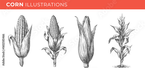 Set illustrations of corn isolated on transparent background. Vector graphics