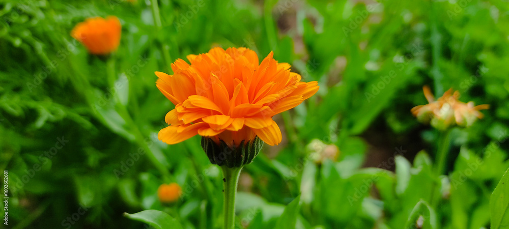 Calendula flower closing at night Calendula flower closing at night