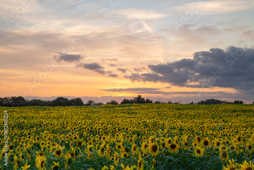 Stunning sunflower field at sunset