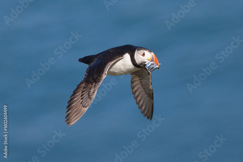 Atlantic puffin in flight with a beak full of sand eels
