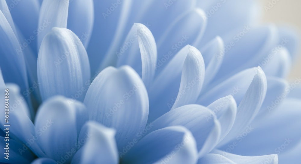 Fototapeta premium Macro close-up of soft blue flower petals with a dreamy blur