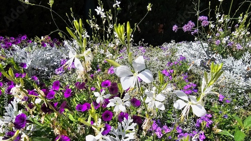 Sweden. Oenothera lindheimeri, commonly known as Lindheimer's beeblossom, white gaura, pink gaura, Lindheimer's clockweed, and Indian feather, is a species of Oenothera. 