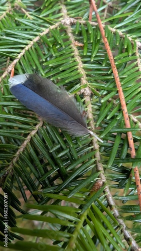 feather on a pine branch