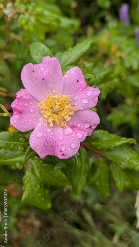 pink rose flower