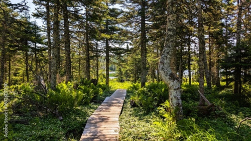 wooden path in the woods