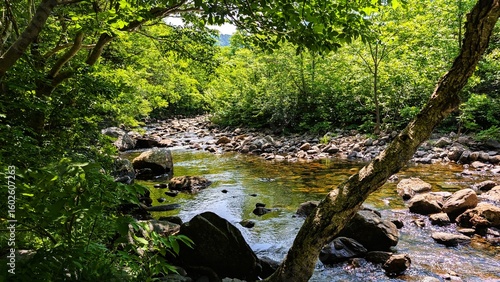 river in the forest