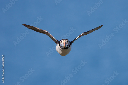 Atlantic puffin flying  towards camera with a beak full of sand eels