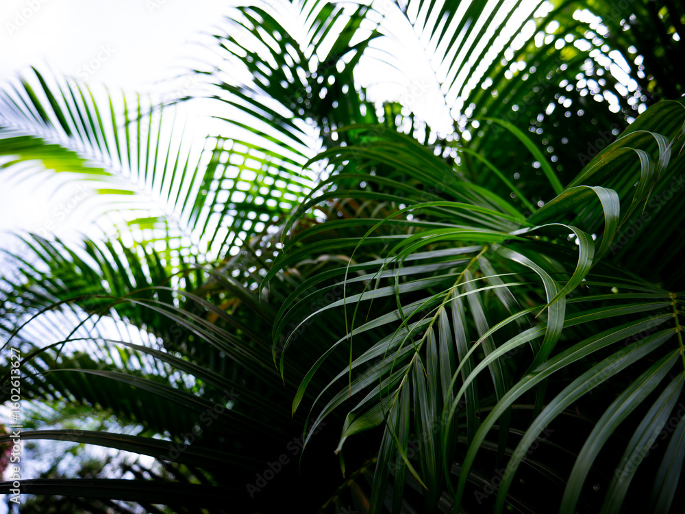 Fototapeta premium Tropical palm leaves green nature view decoration background texture.