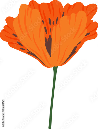 Single bright orange poppy flower with dark spots growing on a thin green stem, isolated on white background, represents beauty and fragility of nature