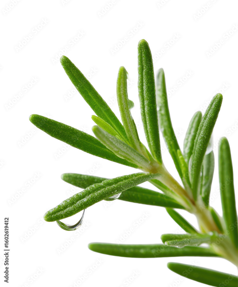 Obraz premium Rosemary branch glistens with water droplets. Herb, aromatic plant, fresh, organic, cooking, natural, healthy
