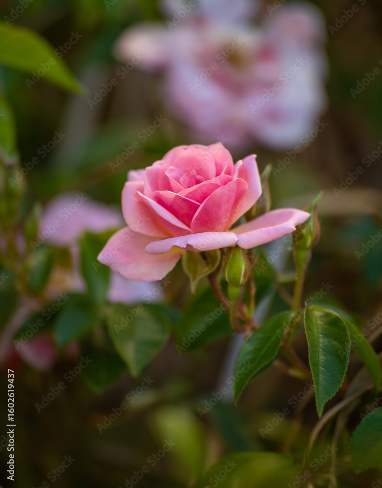 A pink rose in a country garden A pink rose in a country garden