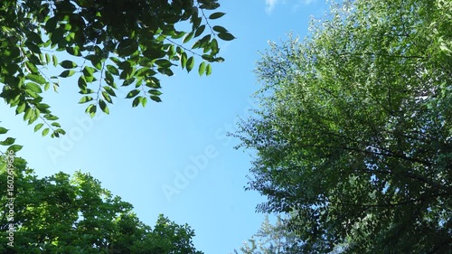 Sunlit Forest Canopy with Trees and Blue Sky