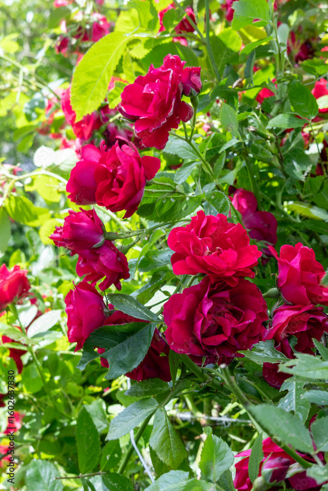 Red rose flowers blooming on green bush in garden. Close-up summer floral background. Red rose flowers blooming on green bush in garden. Close-up summer floral background.