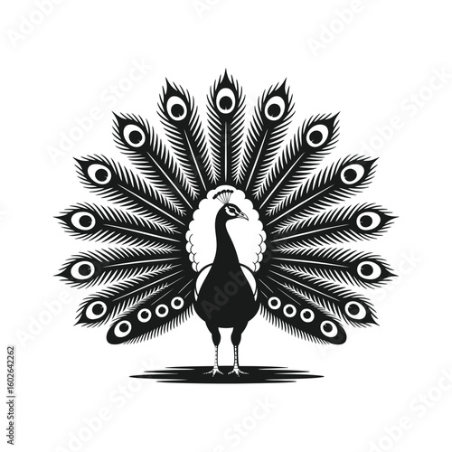 Black peacock displaying elaborate tail feathers bird animal