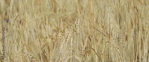 Crops of Hordeum vulgare 4K anamorphic video