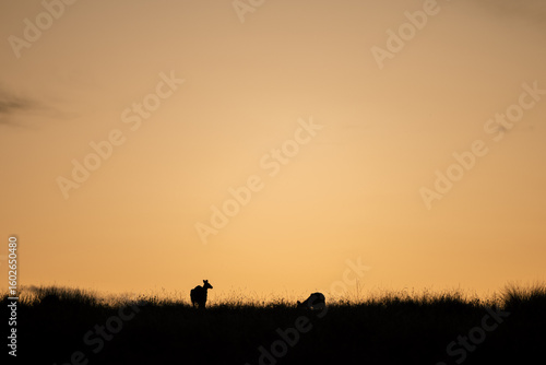 Silhouette of Kangaroos grazing in the Australian landscape at sunset