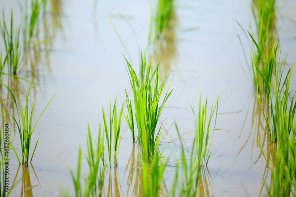 Early summer rice fields, summer agriculture, and social issues related to rice supply Early summer rice fields, summer agriculture, and social issues related to rice supply