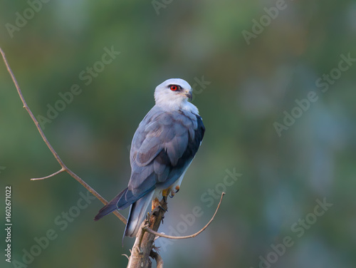 Black-winged Kite Elanus caeruleus Rodent control pest control Graceful raptor with black wing patches, piercing red eyes. Hovers over open fields, hunts rodents 