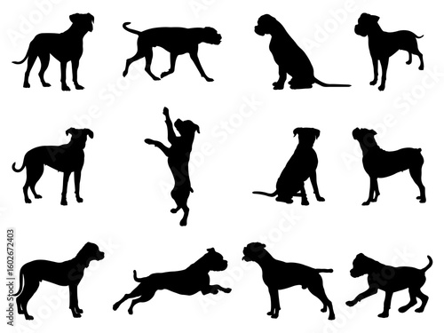 Set of Boxer Dog Silhouette in various poses isolated on white background