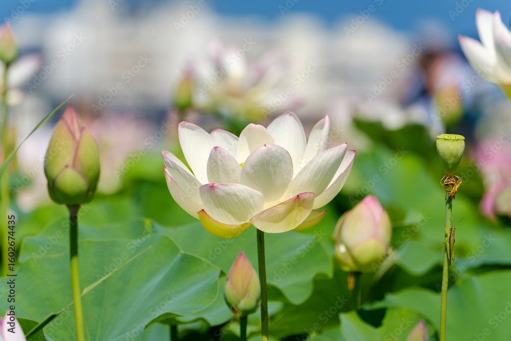 Obraz premium 夏の陽射しを浴びる白い蓮の花