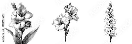 A set of modern black and white isolated sketches illustrating a gladiolus flower graphic