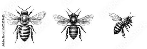A hand sketched bee is set against a white background as a black cut silhouette, incorporating hand drawn design elements to create a modern illustration