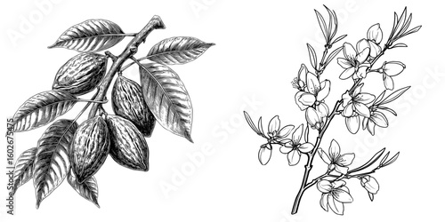 Modern illustration of an isolated almond nut branch in a black and white graphic sketch