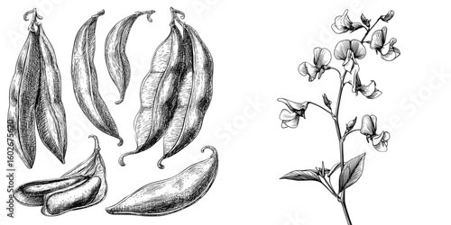 Black and white sketch set of soybean graphic in modern isolated illustration