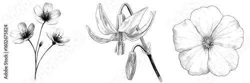Stunning black and white drawing of a solitary flower in monochrome