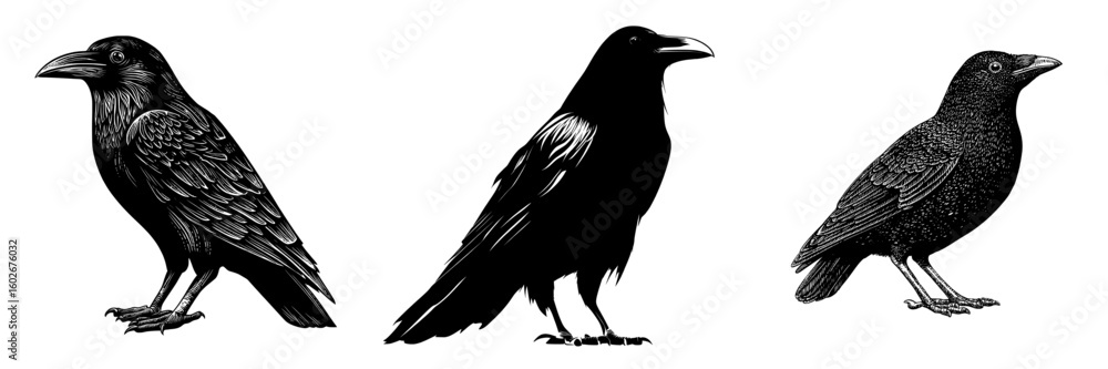 Obraz premium A contemporary visual representation of a raven's silhouette set against a white backdrop, conceived as a wall sticker illustration