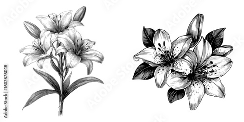Modern illustration of blooming lilies in a floral setting, created with a hand-drawn realistic sketch style