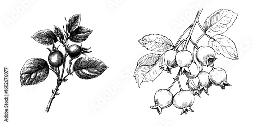 A sketch of a rosehip branch with a single berry is depicted in a modern drawing on white